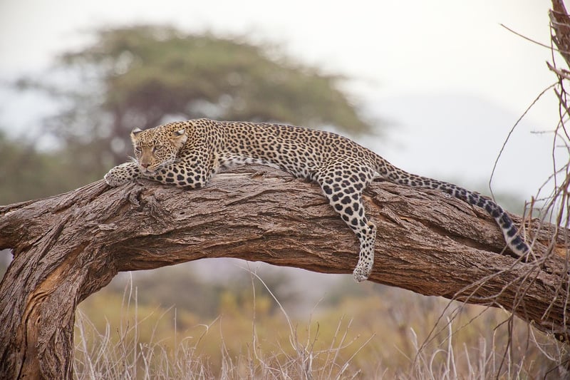 Game Drive
