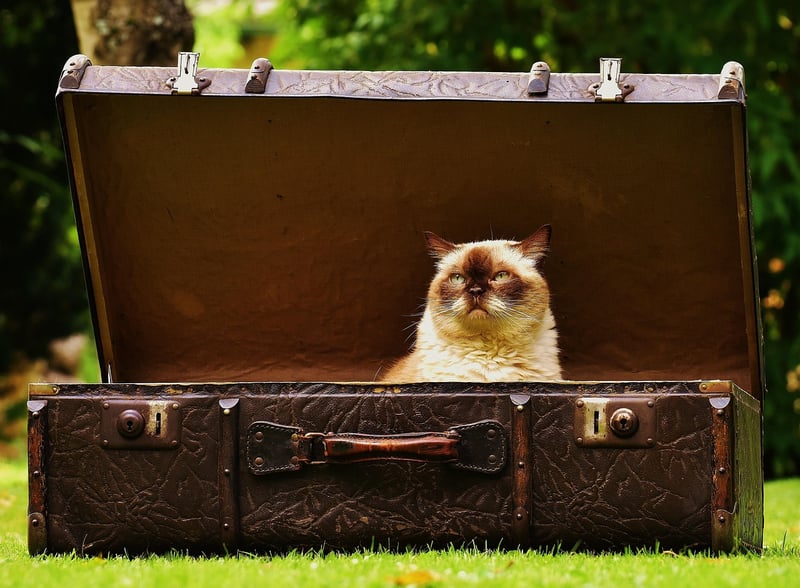 Travel Gear